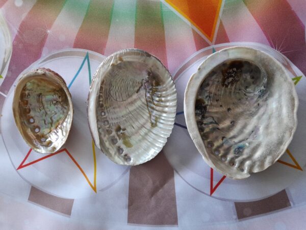 Coquille d'ormeau – Image 2